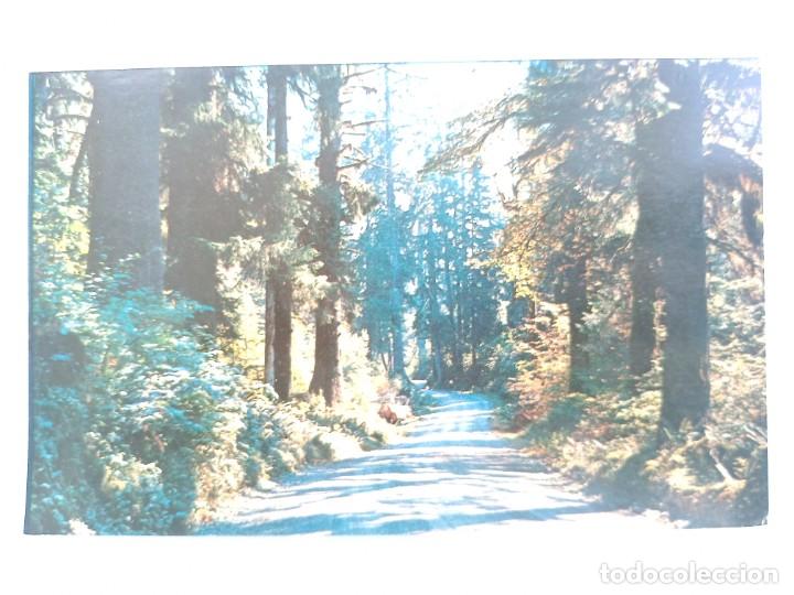 Postales: TARJETA POSTAL USA - A FORES HIGHWAY - WESTERN WASHINGTON. POST CARD