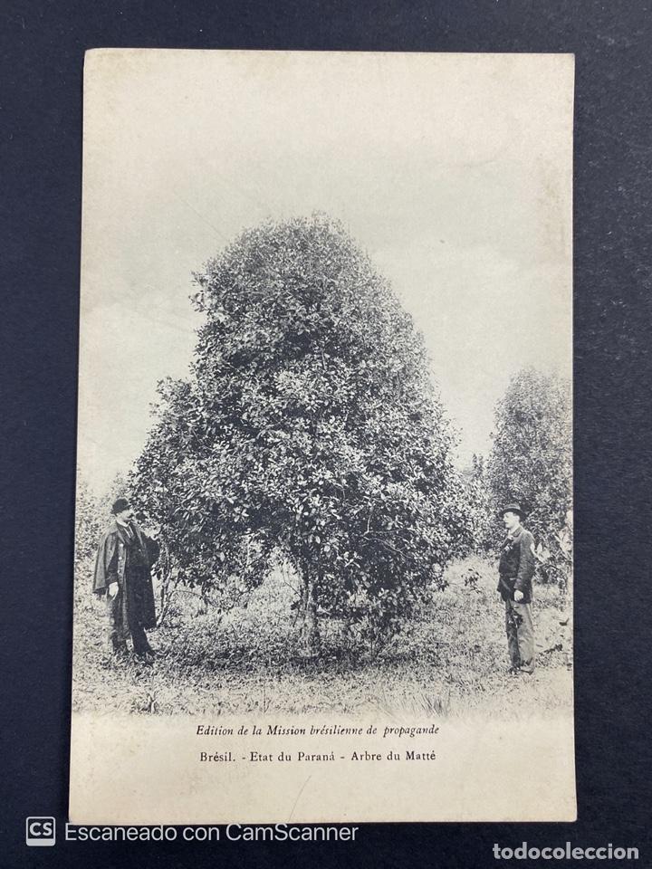 Cartoline: TARJETA POSTAL. BRASIL. ETAT DU PARAN&Aacute;. ARBRE DU MATT&Eacute;. EDITION DE LA MISSION BRESILIENNE PROPAGANDE
