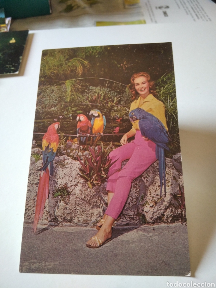 Postales: Postal miami Loros - Foto 1
