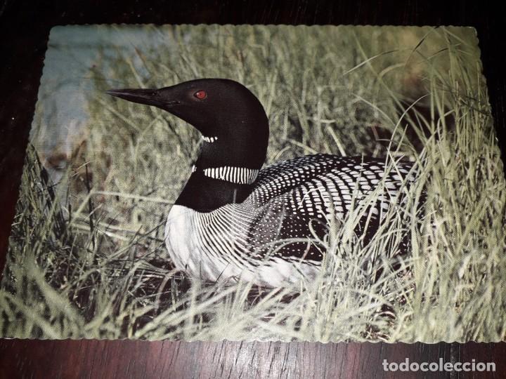 Postcards: N&ordm; 50270 POSTAL ALASKA COMMON LOON