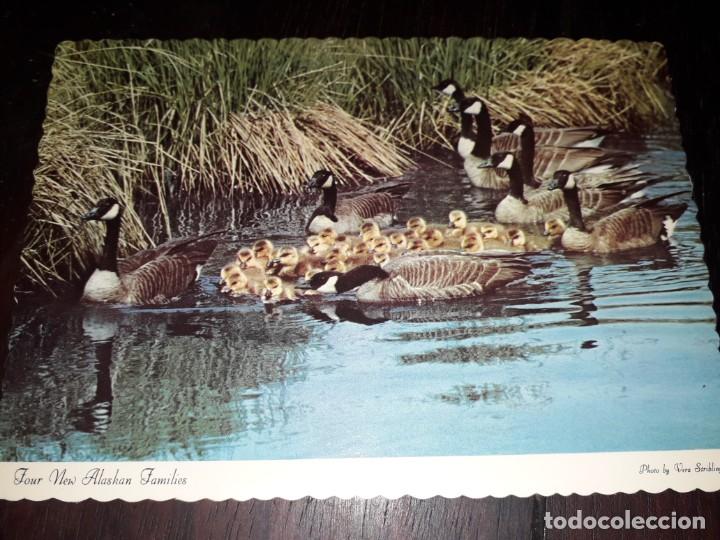 Cartes Postales: N&ordm; 50271 POSTAL ALASKA WILDLIFE
