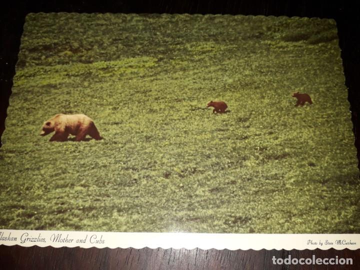 Postais: N&ordm; 50273 POSTAL ALASKA GRIZZLIES