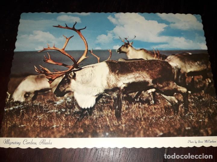Postcards: N&ordm; 50274 POSTAL ALASKA CARBOU