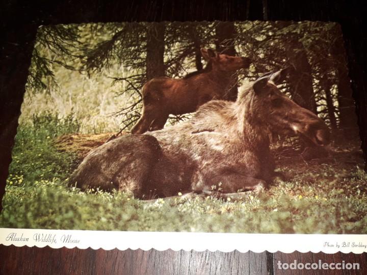 Postcards: N&ordm; 50277 POSTAL ALASKA MOOSE