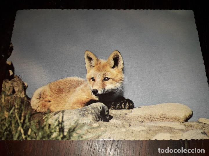 Postales: N&ordm; 50282 POSTAL ALASKA RED FOX PUP IN ALASKA