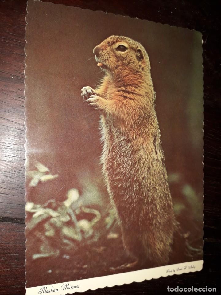 Postcards: N&ordm; 50283 POSTAL ALASKA MARMOT MARMOTA