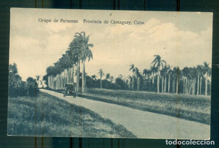 Postais: NUMULITE P0340 Postal Grupo de palmeras Provincia de Camaguey Cuba