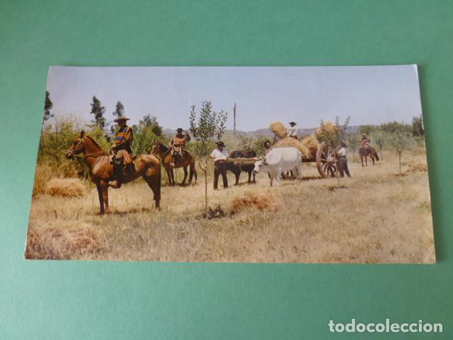 Postales: CHILE ESCENAS DE HUASO - Foto 1