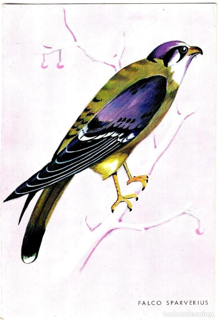 Postales: Aves de Venezuela - Gavil&aacute;n Primito - Tema P&aacute;jaros - 141x90 mm.