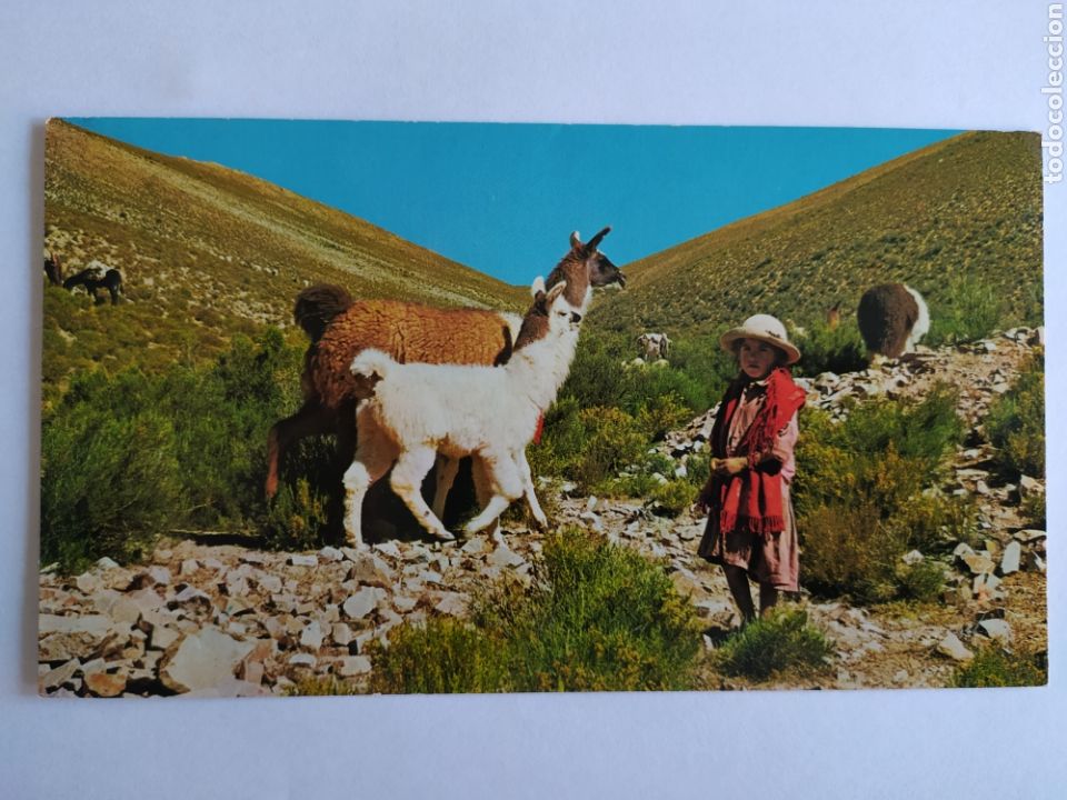 Postales: Argentina - 1970 - Quebrada de Humahuaca Ju - Coyita con llamas - 18x10cm - Circulada