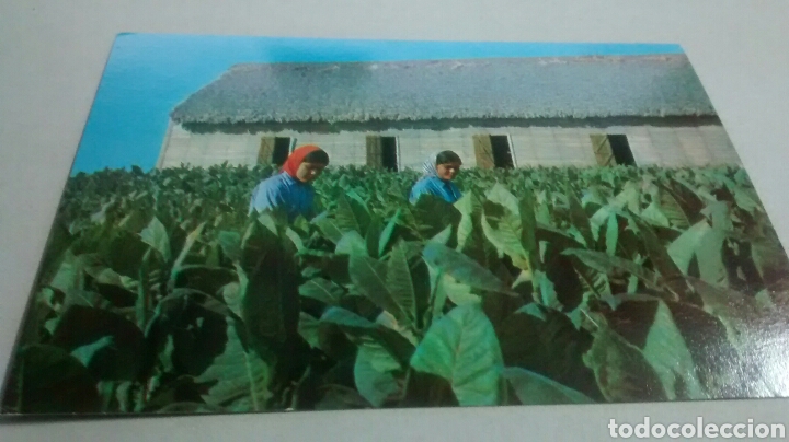 Postcards: VEGA DE TABACO. CUBA. A&Ntilde;OS 60. SIN CIRCULAR.