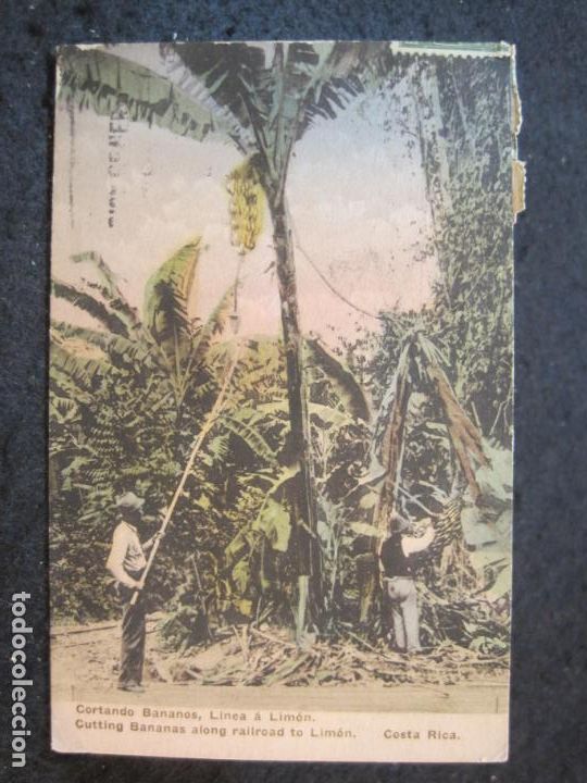 Postkarten: COSTA RICA-CORTANDO BANANOS, LINEA A LIMON-POSTAL ANTIGUA-(89.271)