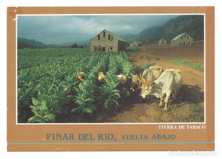 Postkarten: PINAR DEL R&Iacute;O (CUBA) // VUELTA ABAJO // TIERRA DEL TABACO // SIN CIRCULAR