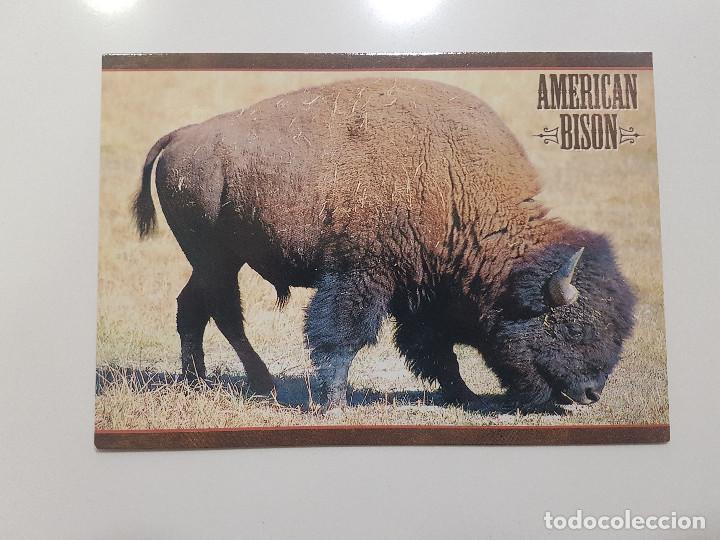 Postales: POSTAL USA / AMERICAN BISON / SIN CIRCULAR - Foto 1