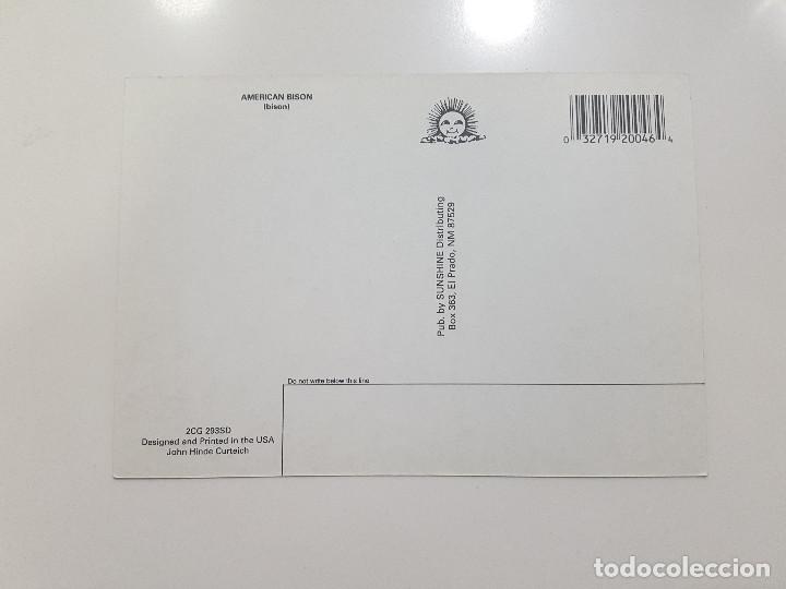 Postales: POSTAL USA / AMERICAN BISON / SIN CIRCULAR - Foto 2