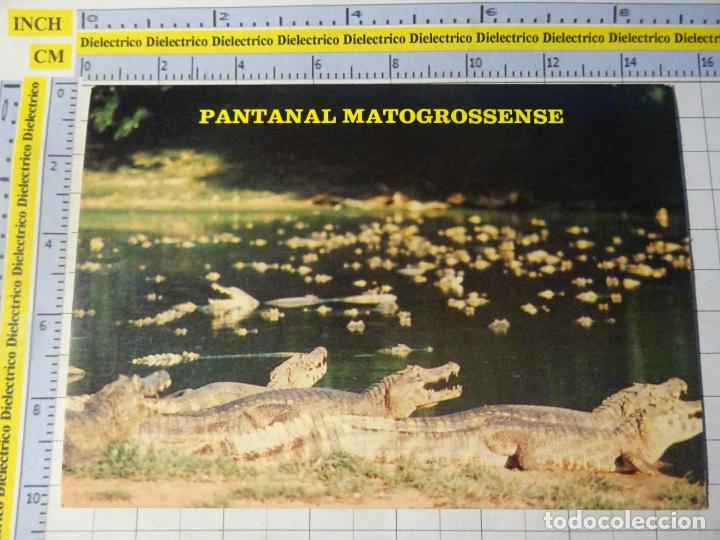 Postales: POSTAL DE BRASIL. PANTANAL MATOGROSSENSE. COCODRILOS. 333