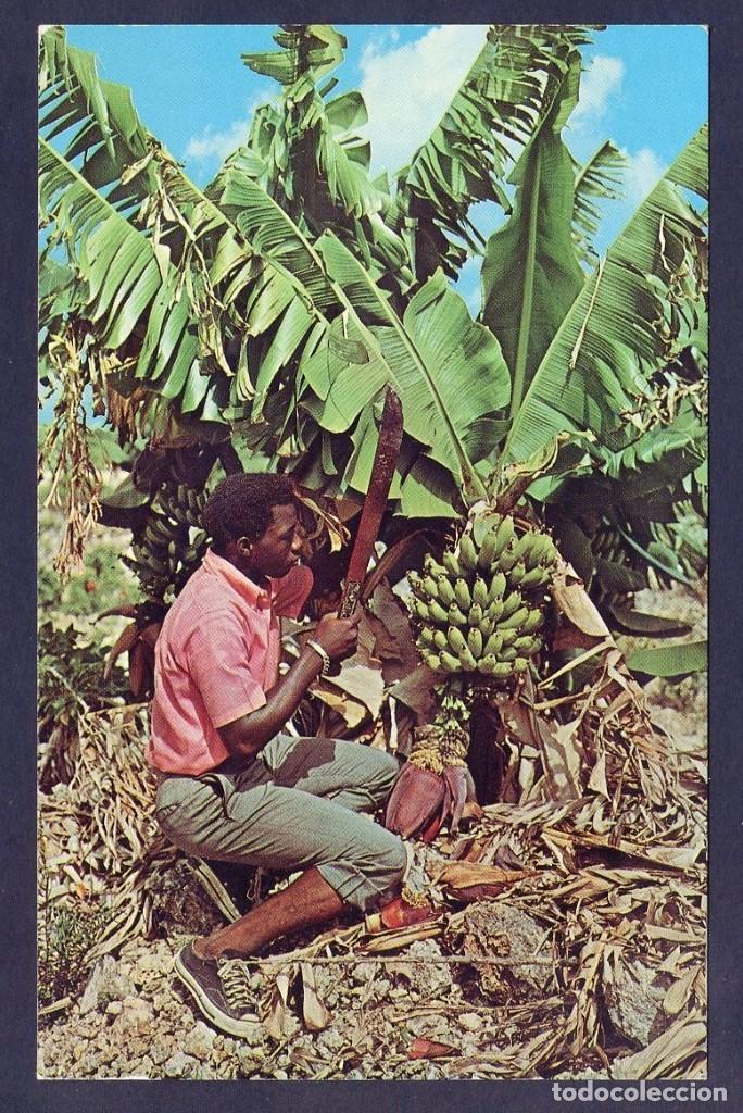 Postkarten: Puerto Rico. San Juan. *Fruit of the tropics. Bananas being cut for market* Nueva.