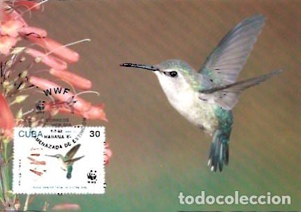 Postais: Cuba & Maxima, Fauna en Peligro de Extinci&oacute;n, Colibri, Mellisuga helenae, Habana 2005 (1766561)