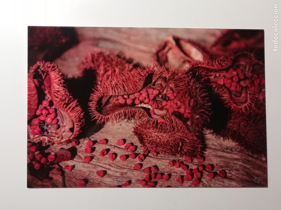 Postcards: Postal M&eacute;rida Achiote Condimento importante de la gastronom&iacute;a yucateca Yucat&aacute;n M&eacute;xico Turismo