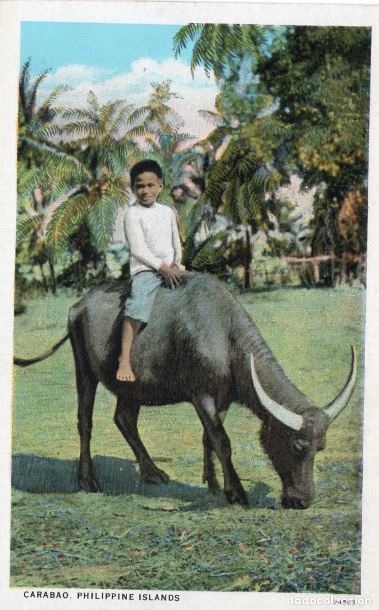 Postales: FILIPINAS. CARABAO