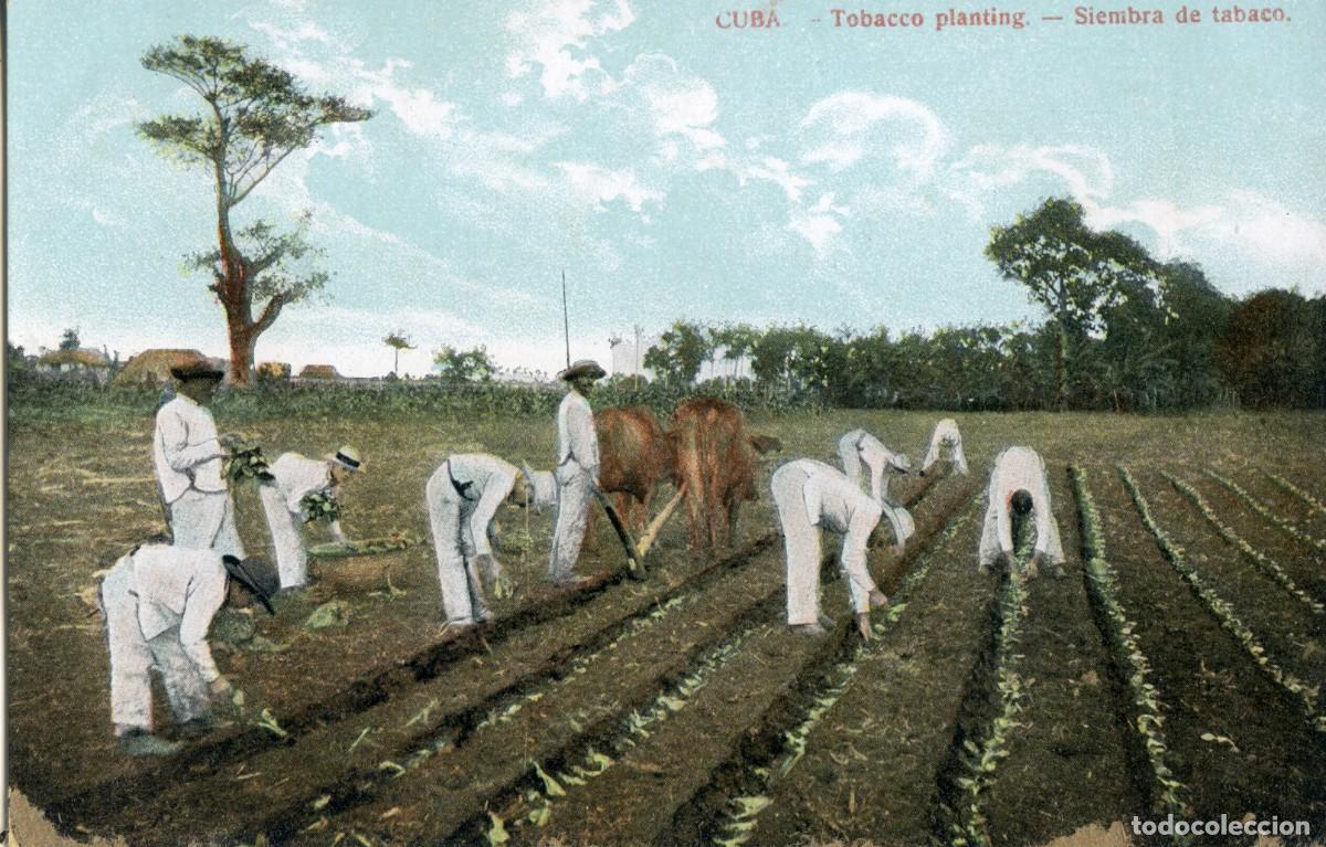 Postcards: CUBA ANTIGUA POSTAL - TOBACCO PLANTING - SIEMBRA DE TABACO