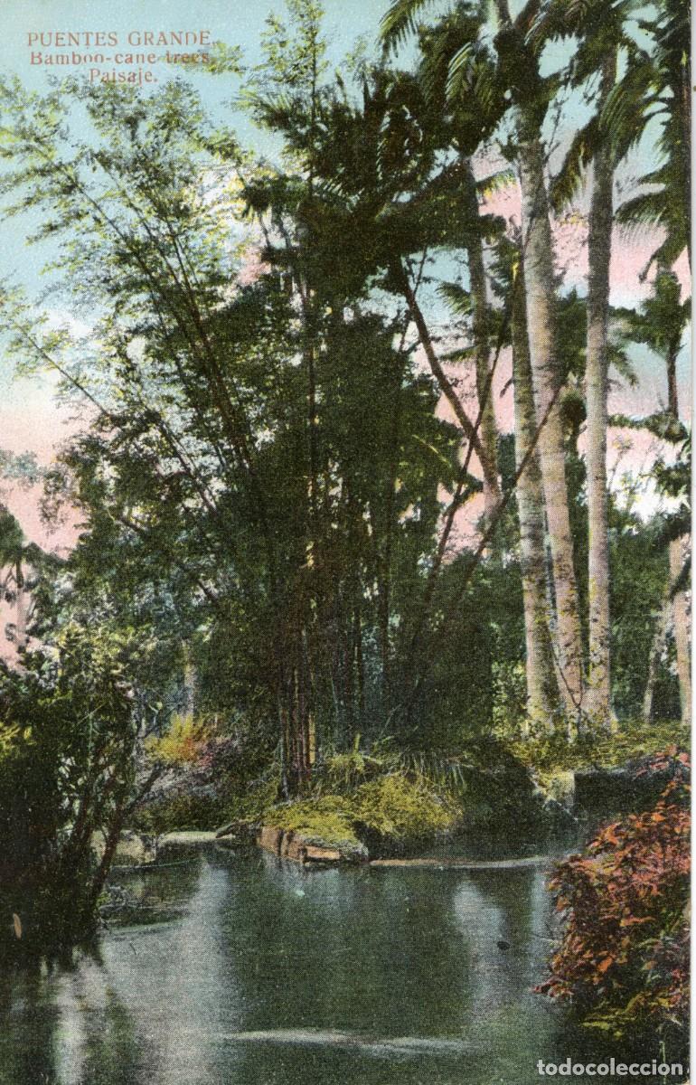 Postcards: CUBA ANTIGUA POSTAL - PUENTES GRANDE, BAMBOO-CANE TRECS - PAISAJE