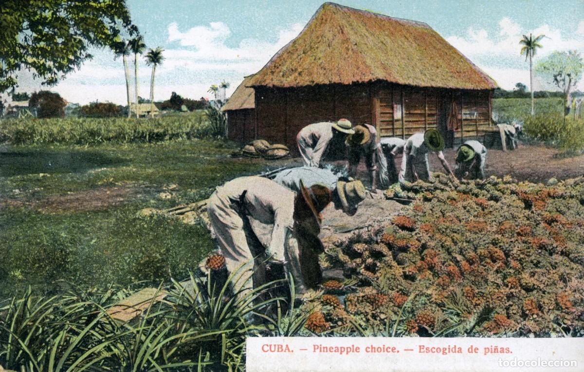 Postcards: CUBA ANTIGUA POSTAL - PINEAPPLE CHOICE- ESCOGIDA DE PI&Ntilde;AS