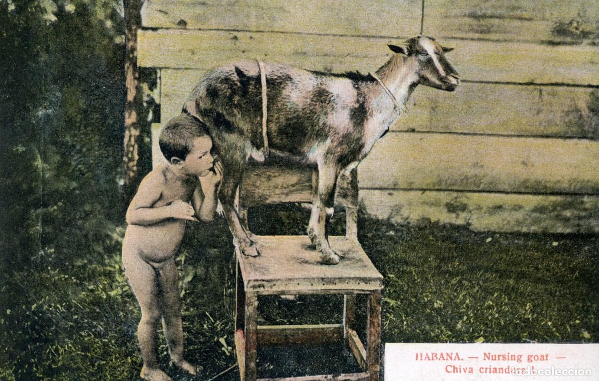 Postcards: CUBA ANTIGUA POSTAL - HABANA NURSING GOAT - CHIVA CRIANDERA I
