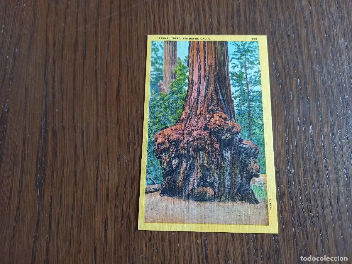 Postcards: postal antigua, Animal tree, Big Basin, San Francisco. California.