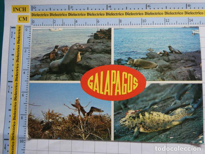 Postais: POSTAL DE ECUADOR ISLAS GAL&Aacute;PAGOS FOCAS MARINAS, LOBOS MARINOS, BUITRES, IGUANA MARINA. 1691