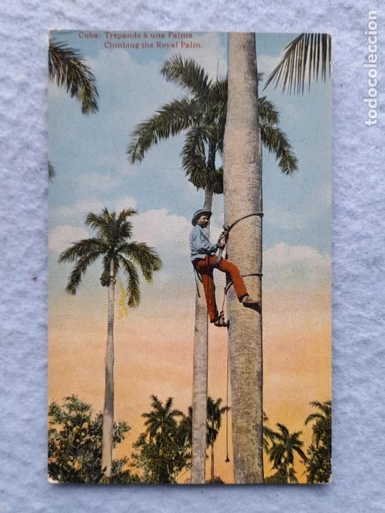 Postales: Cuba. Trepando a una Palma - Foto 1