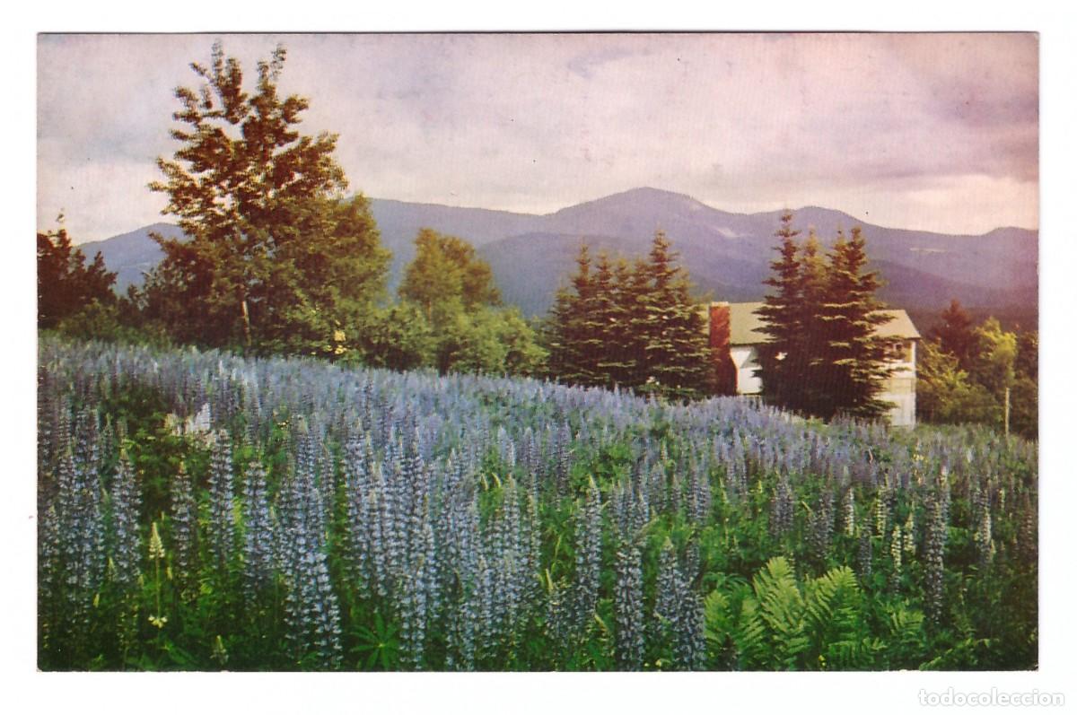 Postkarten: WHITE MOUNTAINS (ESTADOS UNIDOS) &bull; PRESIDENTIAL RANGE