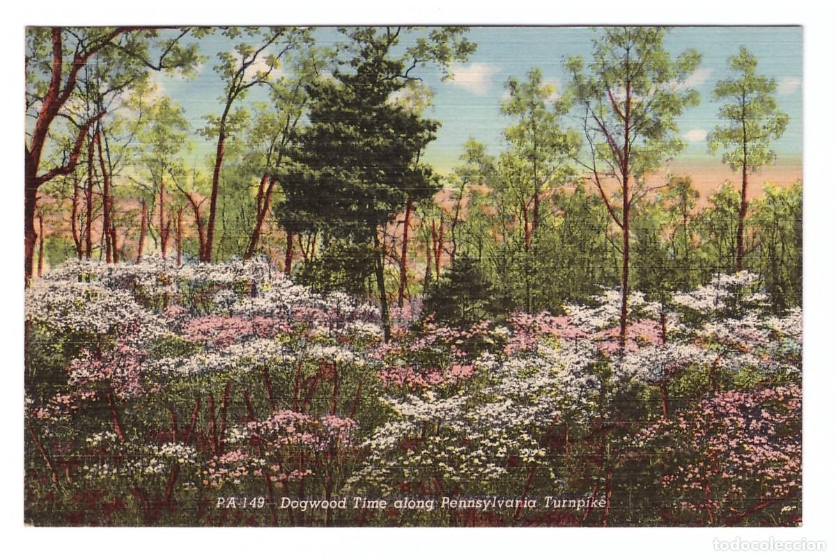 Postkarten: PENNSYLVANIA (ESTADOS UNIDOS) &bull; DOGWOOD TIME ALONG PENNSYLVANIA TURNPIKE