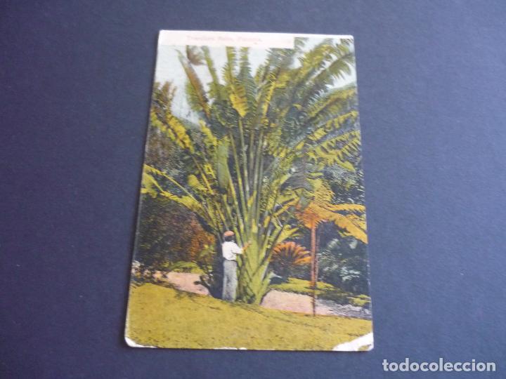 Cartes Postales: PANAMA TRAVELERS PALM POSTAL