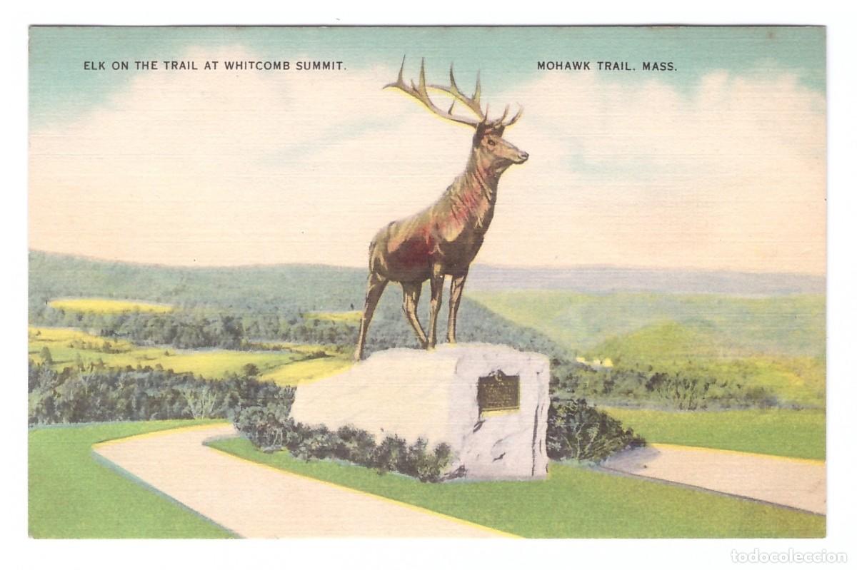 Postais: ESTADOS UNIDOS // MOHAWK TRAIL // ELK ON THE TRAIL AT WHITCOMB SUMMIT