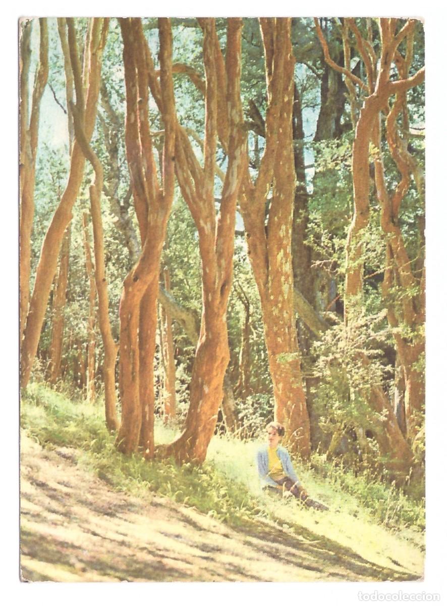 Postcards: SAN CARLOS DE BARILOCHE (ARGENTINA) &bull; BOSQUE DE ARRAYANES