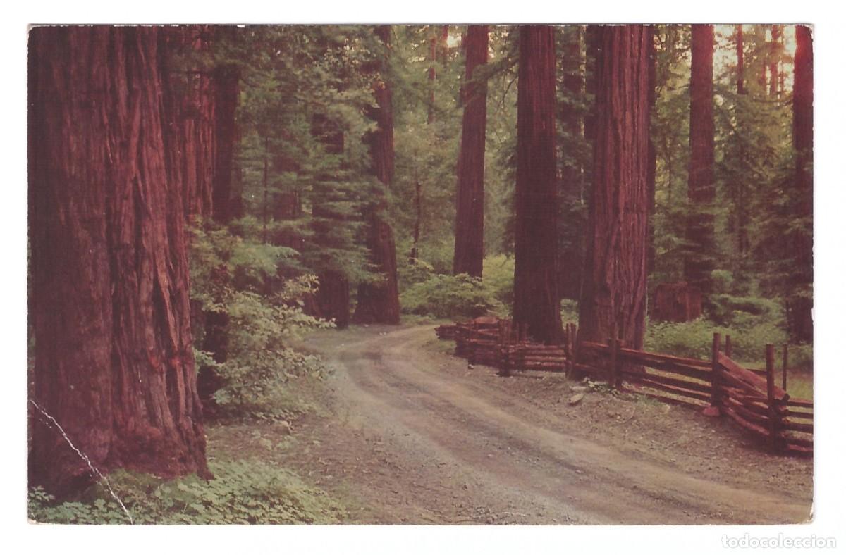 Postcards: CALIFORNIA (ESTADOS UNIDOS) &bull; REDWOOD FOREST