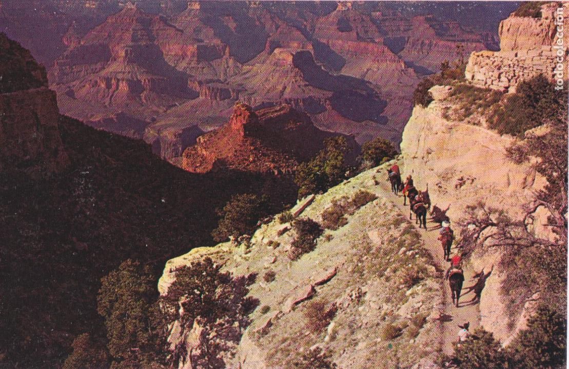 Postcards: E.U.A. ARIZONA, CARAVANA DE MULAS EN GRAND CANYON NATIONAL PARK &ndash; PLASTICHROME P36558 &ndash; S/C &ndash; (9X14)