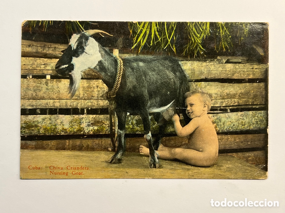 Postais: CUBA. Postal animada. Chiva Criandera. Edic., Jordi No.11, (h.1910?) c&iacute;rculada