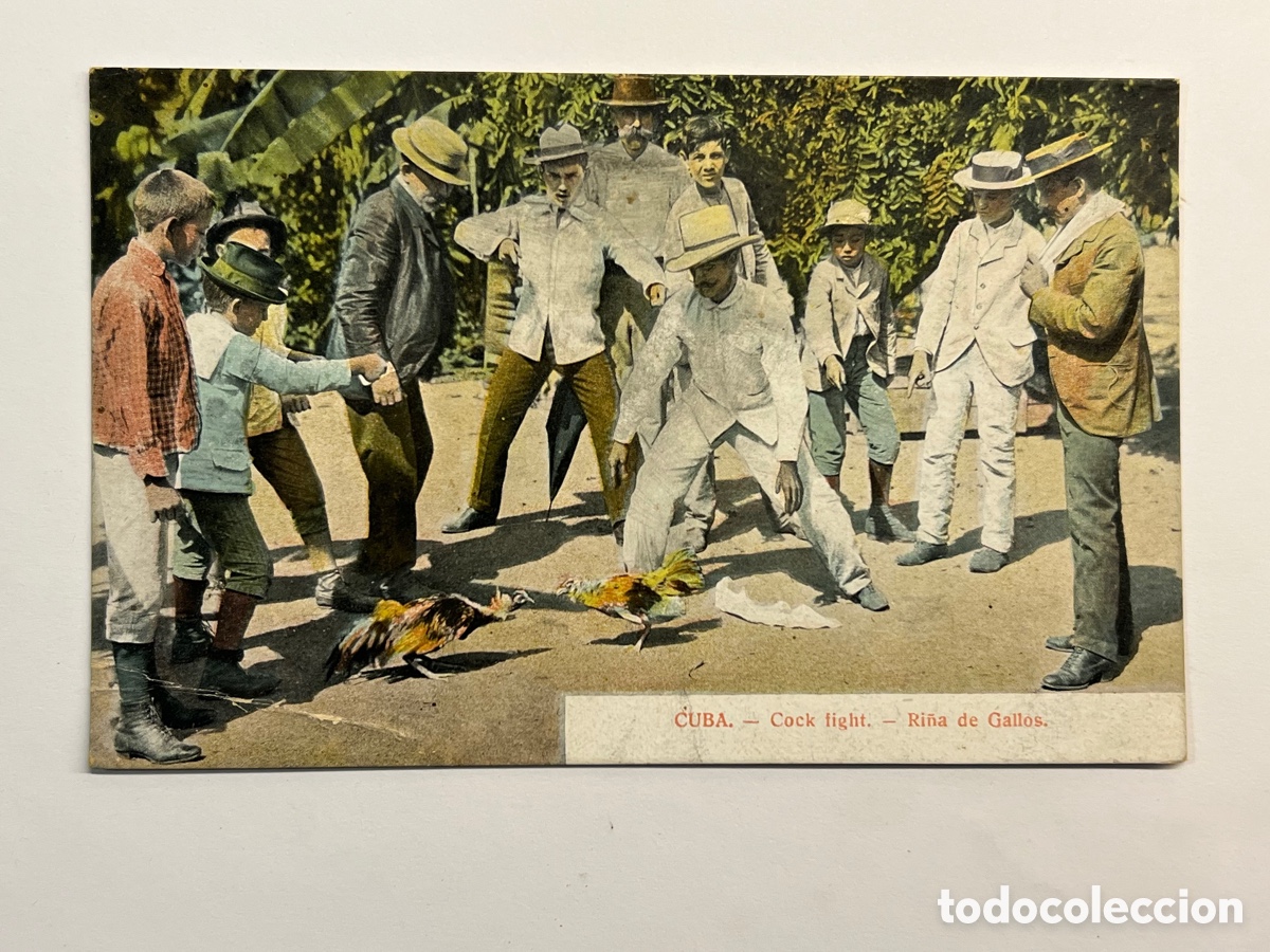 Postais: CUBA. Postal Ri&ntilde;a de Gallos.. Cock fight&hellip; (h.1910?) c&iacute;rculada