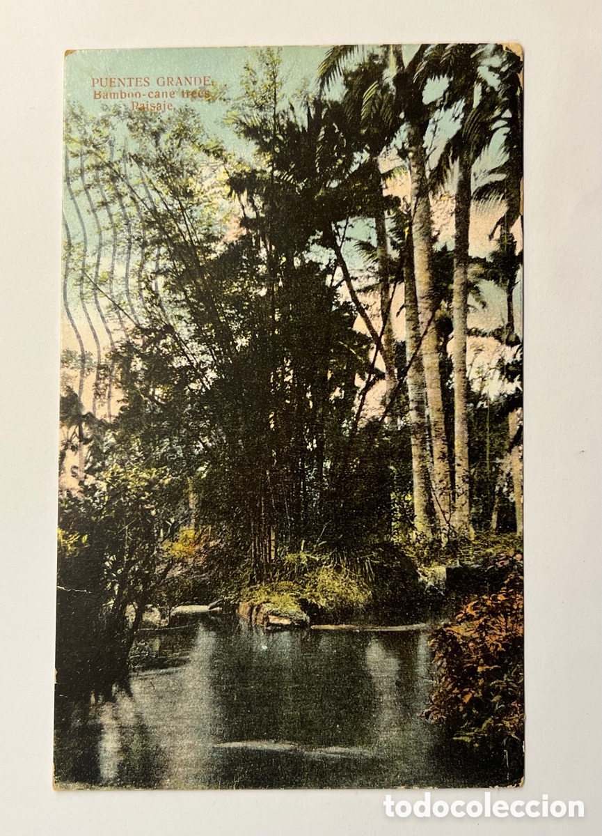 Postais: CUBA, POSTAL PUENTES GRANDE, BAMBOO-CANE TREES, PAISAJE (a.1910) c&iacute;rculada