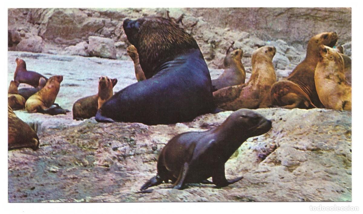 Postais: ARGENTINA &bull; PEN&Iacute;NSULA VALD&Eacute;S (CHUBUT) &bull; LOBOS MARINOS