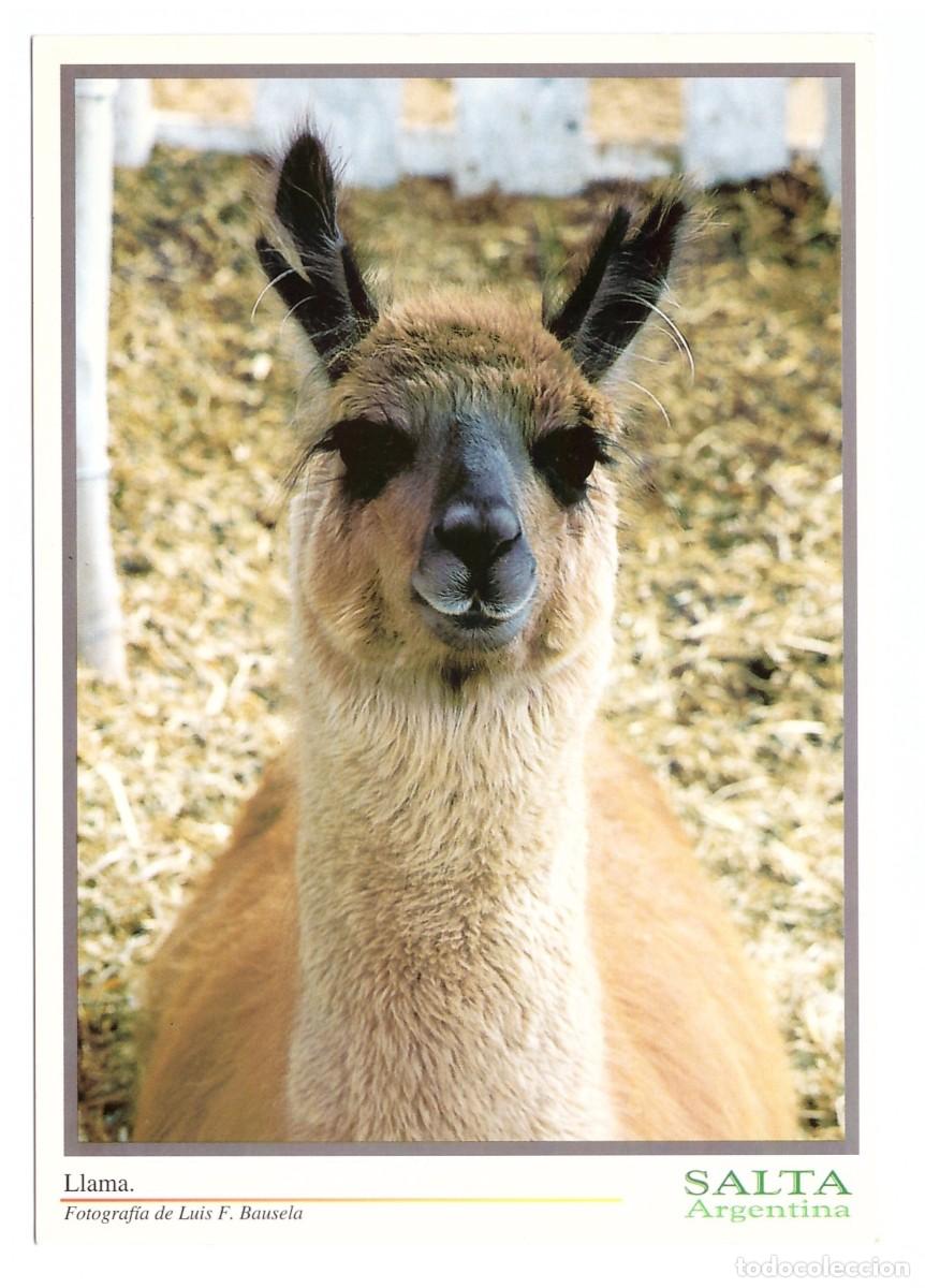 Postales: ARGENTINA &bull; SALTA &bull; LLAMA - Foto 1