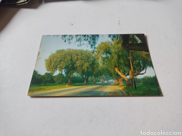 Cartes Postales: Postal pepper tree Lane