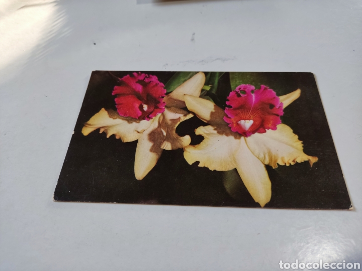 Postales: Postal orqu&iacute;deas venezolanas - Foto 1
