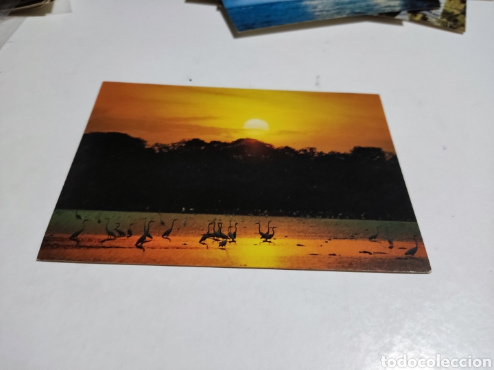 Postais: Postal puesta de sol R&iacute;o Orinoco, Venezuela