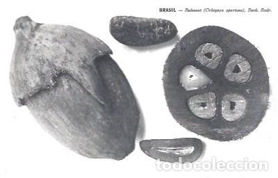 Cartoline: Brasil ** & Postal, Rio Janeiro, Baba&ccedil;u, Orbignya speciosa, Edici&oacute;n Museu Rio de Janeiro (8688)