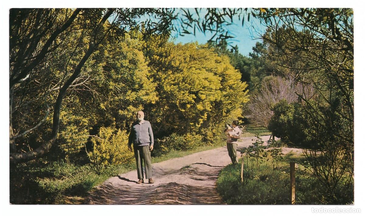 Cartoline: ARGENTINA &bull; VILLA GESELL &bull; EL FUNDADOR CARLOS GESELL PASEANDO POR EL BOSQUE EN EL MES DE AGOSTO