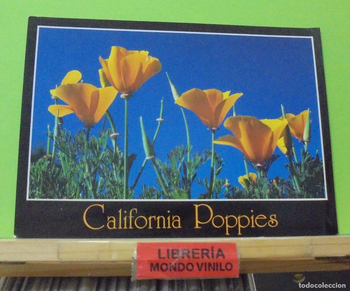 Postcards: California poppies, 13x18 cm