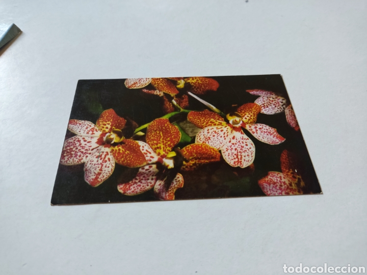 Postales: Postal orqu&iacute;deas venezolanas - Foto 1